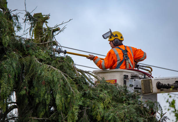 Reliable Monterey Park, CA Tree Care Solutions